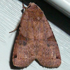 Noctua pronuba