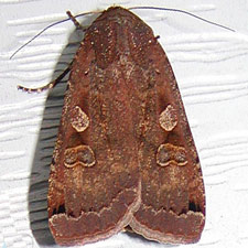 Noctua pronuba