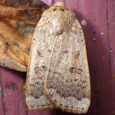 Abagrotis alternata