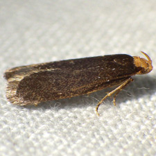 Glyphidocera lithodoxa