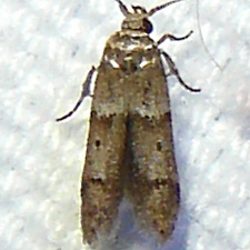 Blastobasis pulchella