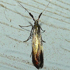 Coleophora mayrella