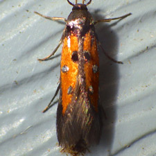 Chrysoclista linneella