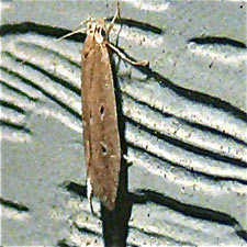 Limnaecia phragmitella