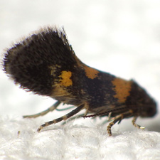 Chrysoesthia sexguttella