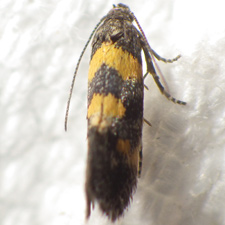 Chrysoesthia sexguttella