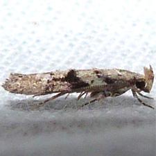 Coleotechnites atrupictella