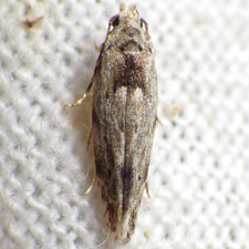 Sinoe robiniella