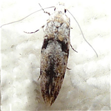 Arogalea cristifasciella