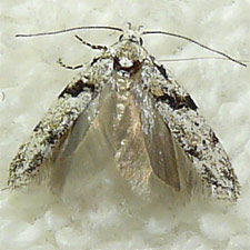 Arogalea cristifasciella