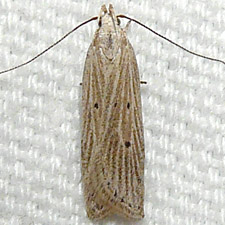 Helcystogramma fernaldella