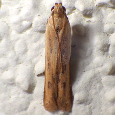 Mesophleps adustipennis