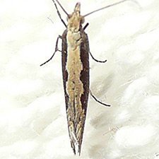 Plutella xylostella