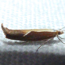 Ypsolopha dentella