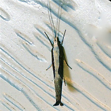 Ypsolopha dentella