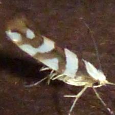 Argyresthia goedartella