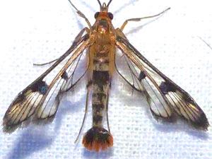 Synanthedon acerni