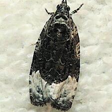 Apotomis capreana