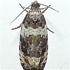 Olethreutes valdanum