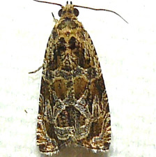 Olethreutes permundana