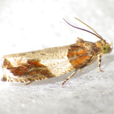 Olethreutes ferriferana