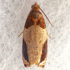 Olethreutes ferriferana