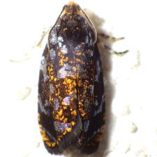 Pristerognatha agilana