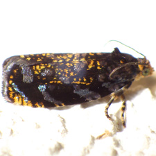 Pristerognatha agilana