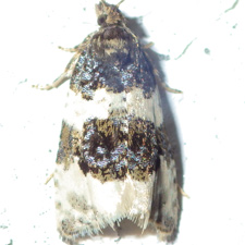 Olethreutes bipartitana