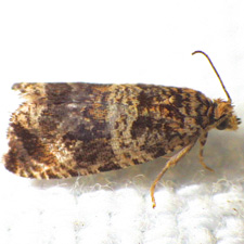 Celypha cespitana