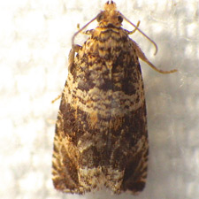 Celypha cespitana