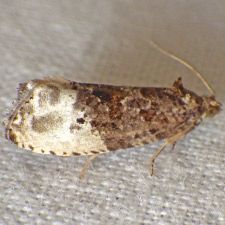 Hedya nubiferana