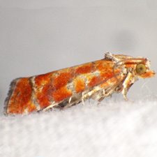 Rhyacionia buoliana