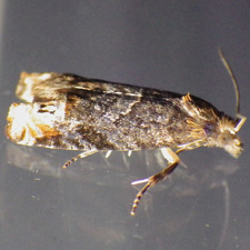 Eucosma parmatana