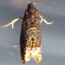 Eucosma parmatana