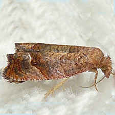 Pelochrista derelicta