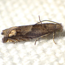 Epiblema strenuana