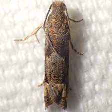 Epiblema strenuana