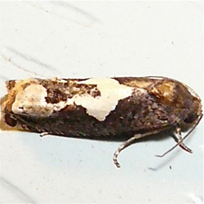 Epiblema otiosana