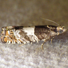 Epinotia transmissana