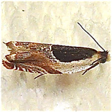 Ancylis burgessiana