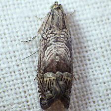 Ofatulena duodecemstriata