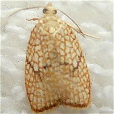 Acleris forsskaleana