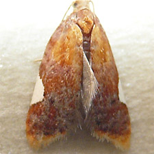 Acleris holmiana