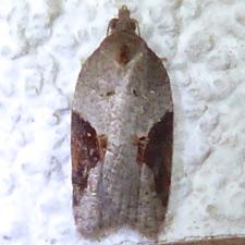 Acleris macdunnoughi