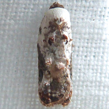 Acleris nivisellana