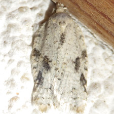 Acleris subnivana