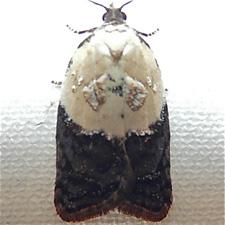 Acleris variegana