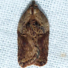 Acleris robinsoniana