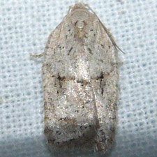 Acleris placidana